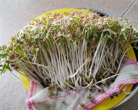 【在家轻松发绿豆芽的做法步骤图，怎么做好吃】melocai_下厨房