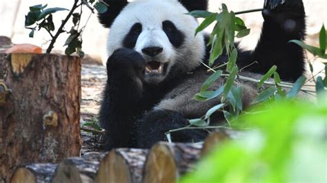 莫斯科动物园首次为大熊猫“丁丁” 和“如意” 庆生-新闻中心-温州网