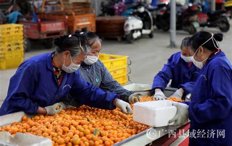 坚持“绿色、生态、环保”发展理念 玉溪以柑橘种植为引领做强水果产业-云南农村干部培训基地
