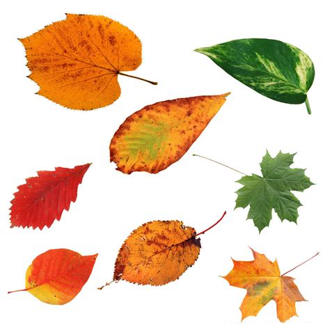树叶种类名字,各种树叶的名字,不同叶子形状名称图片_大山谷图库