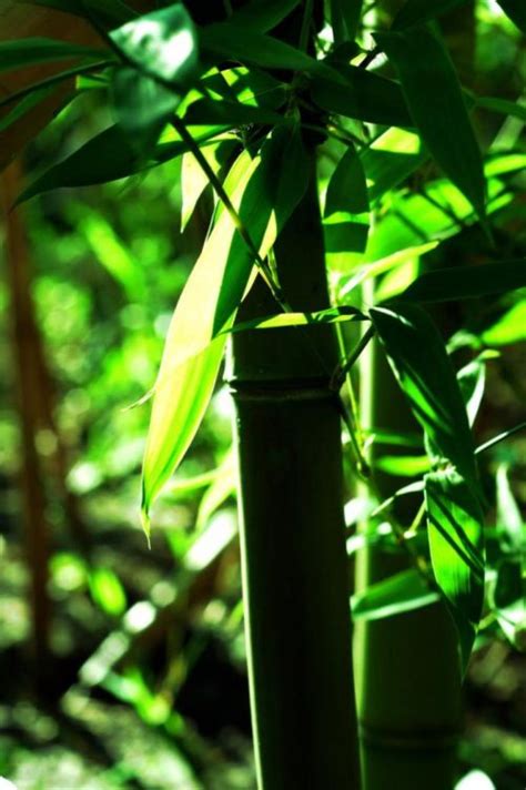翠竹的象征意义有几种 翠竹有哪些价值_百科知识_学堂_齐家网