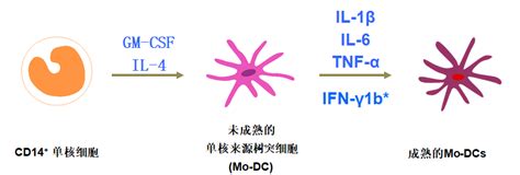 DC细胞与免疫系统不得不说的关系-南京福麦斯生物技术有限公司