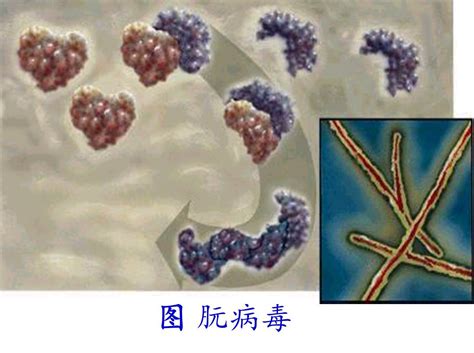 科学网—环境微生物之亚病毒 - 王从彦的博文