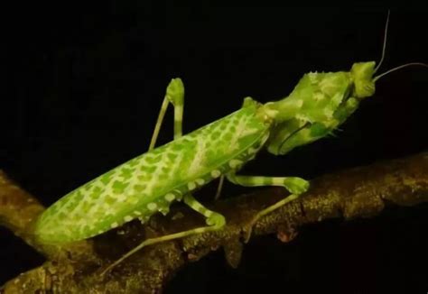 世界上排名前十的螳螂，第一名是非洲绿巨螳_巴拉排行榜