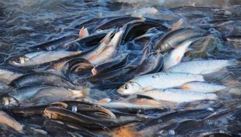 三峡大坝蓄水，各种鱼类在此繁衍，里面最大的鱼有多大了-搜狐大视野-搜狐新闻