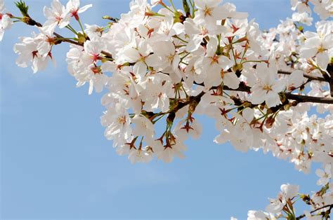 樱花开到烂漫时-西京新闻网