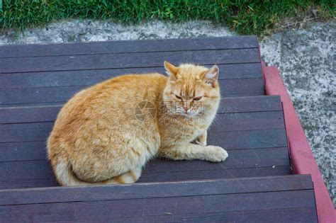 一只姜猫坐在门口猫在台阶高清图片下载-正版图片504313032-摄图网