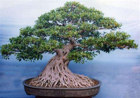 中国十大名贵树木 沉香木上榜，第三有“帝王之木”的美誉(3)_排行榜123网