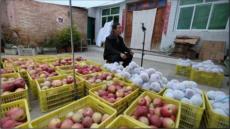 河南灵宝：“苹果之乡”庆丰收 百年果香醉宾客 - 国际在线移动版