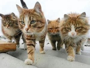 超萌可爱的一群小猫咪平板壁纸高清图片2023最新款_配图网