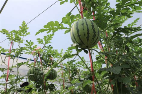 你见过西瓜吊在空中生长吗？温岭农民尝试新型栽培-台州频道