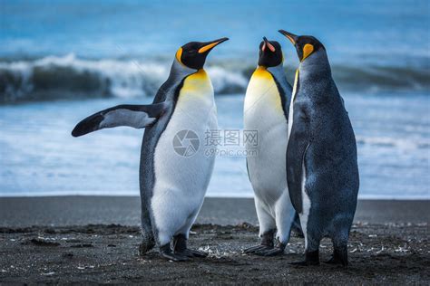 野生动物企鹅高清图片下载-正版图片503912357-摄图网
