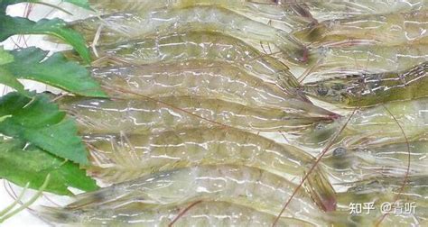 湖北华沃生态农业有限公司：2022年南美白对虾养殖技术大全 - 知乎