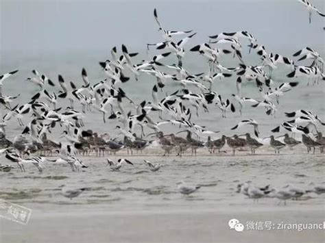 卡通正面飞来的鸽子元素图片_卡通手绘_编号11849245_红动中国