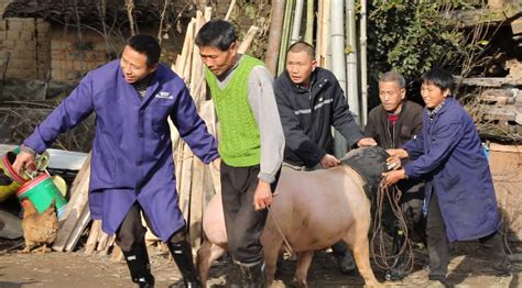 【传统民俗】年猪那些事儿 | 广东绿耕社会工作发展中心