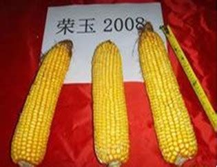 伟科966玉米种子-伟科966玉米种子价格-保定市金穗农业科技有限公司