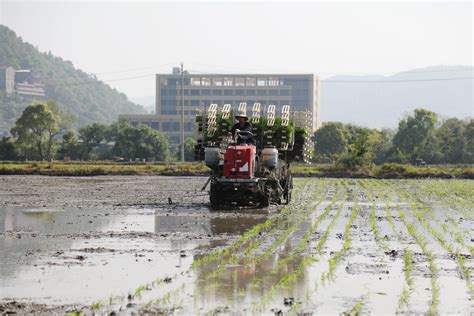 温岭大溪：水稻机插效率高 春耕跑出“加速度”-台州频道