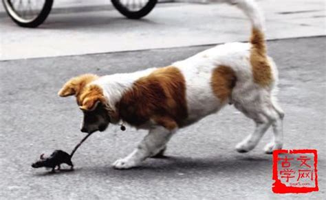 关于狗狗吠叫的问题 – 阿拉斯加犬-天宇基地-官方网站