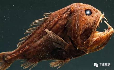 海洋最深处的十大可怕的生物_动物