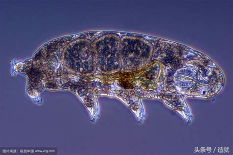 水熊虫是地球最强？生存了8000万年、只有雌性的轮虫表示不服！