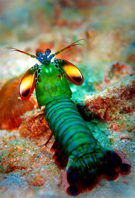 养雀尾螳螂虾这种虾，小心它打破鱼缸而出