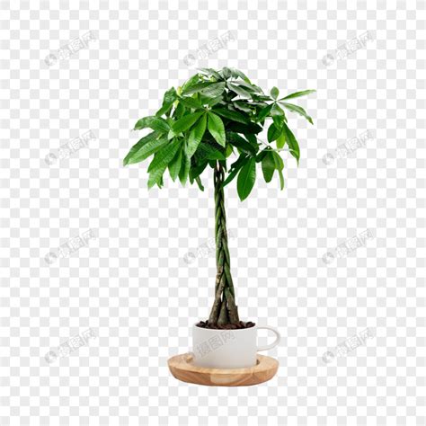 泉州风水大师王伟名告诉你，植物盆栽摆对了，就是摇钱树，能帮你日进斗金！