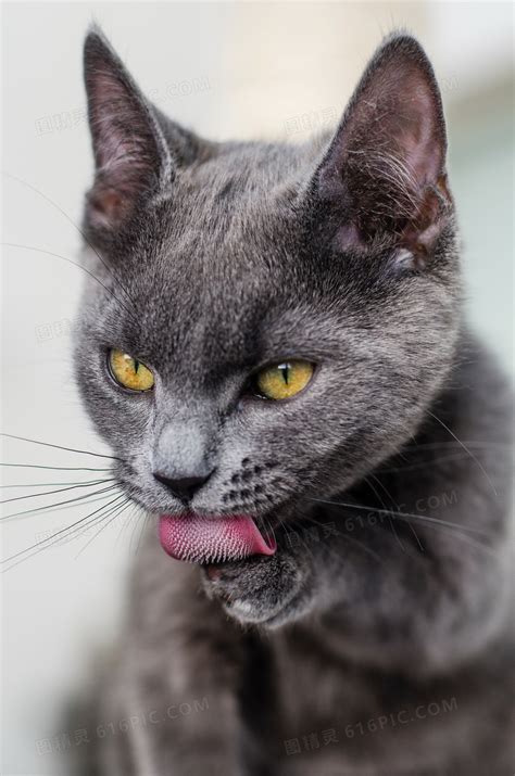 灰色可爱猫咪 灰色可爱猫咪大全jpg图片免费下载_编号9vwqho46v_图精灵