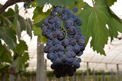 盘点一下那些漂亮的葡萄品种__财经头条