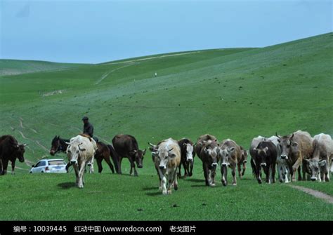 正面走来的牛群高清图片下载_红动中国