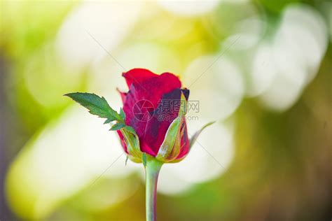 红玫瑰花情人节自然背景爱人概念的自然背景高清图片下载-正版图片305881676-摄图网