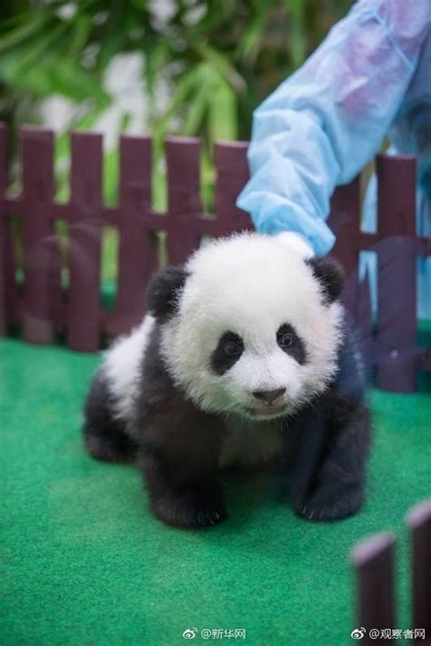 马来西亚出生的第二只大熊猫宝宝首次公开亮相