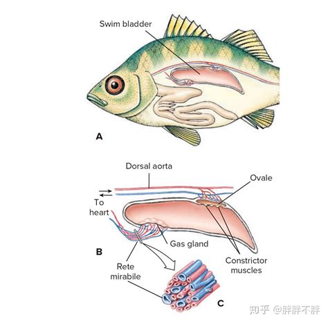 鱼类洄游_360百科