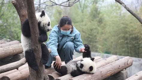 中国国宝大熊猫爬树高清图片下载-正版图片501653853-摄图网