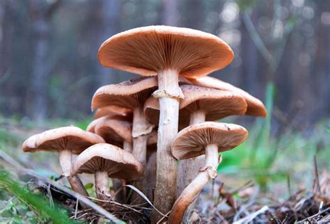 蘑菇是什么意思，蘑菇是真菌吗-热聚社