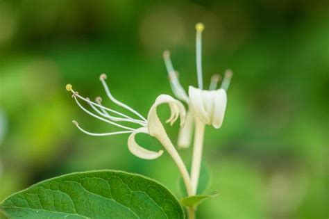 盆栽金银花怎么种植 金银花盆栽养护方法和注意事项看这里