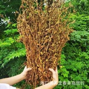 正宗神仙草图片