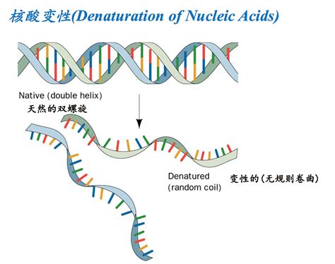 单链DNA产物的调制方法与流程
