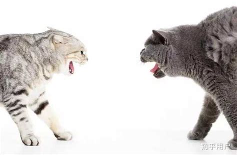 如何判断两只猫是真打架还是假打架？ - 知乎