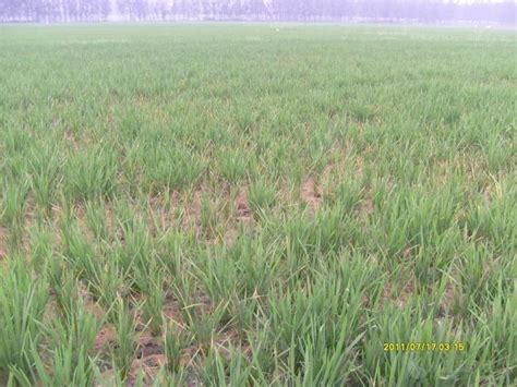 掌握旱稻的种植方法，分析旱稻的产量因素，促进其生长发育|玉米|旱稻|分蘖_新浪新闻