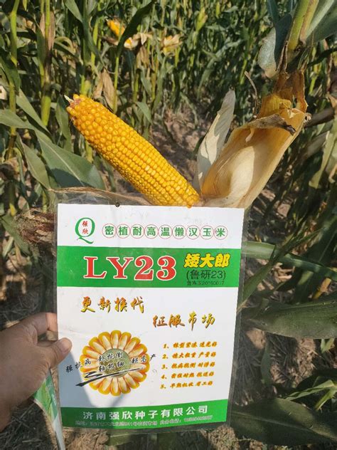 豫中育99-西北玉米区-河南省豫玉种业股份有限公司