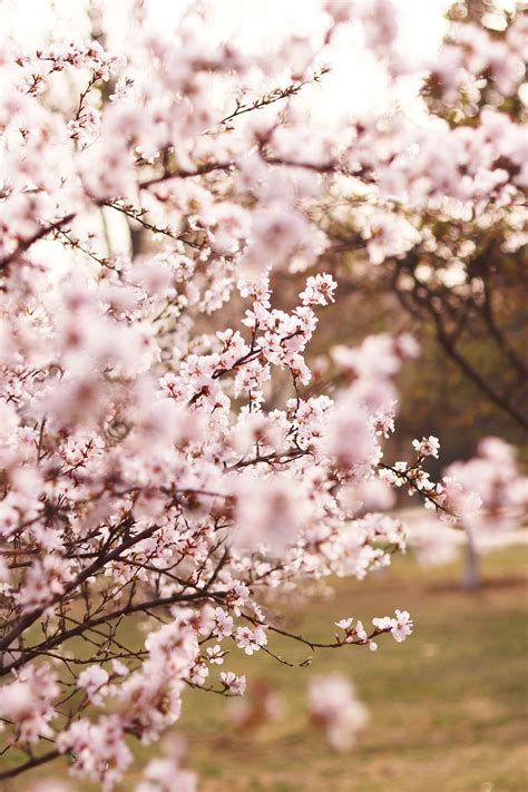 2020年3月27日 颐和园的春日美景|摄影|风光摄影|木子海山夆 - 原创作品 - 站酷 (ZCOOL)