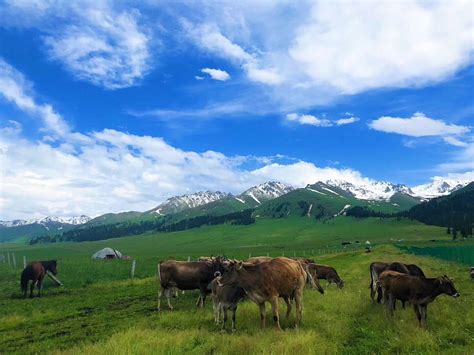新疆伊犁尼勒克唐布拉草原 - 中国国家地理最美观景拍摄点