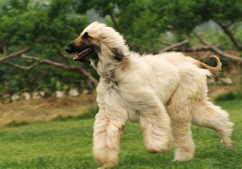 阿富汗黄金猎犬图片