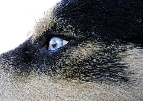 西伯利亚哈士奇蓝眼犬高清图片下载-正版图片505797595-摄图网