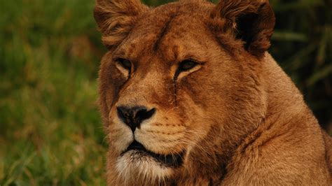 狮子咆哮特写镜头狮子座10岁与世隔绝素材-高清图片-摄影照片-寻图免费打包下载