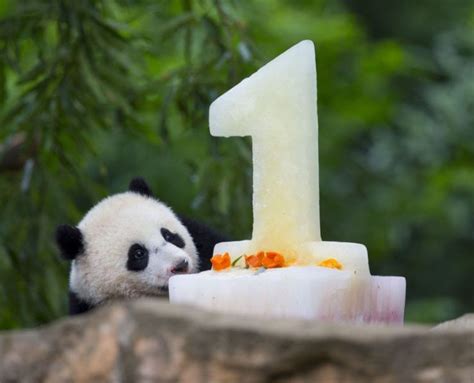 旅美大熊猫宝宝迎来一周岁生日：蛋糕庆生|文章|中国国家地理网