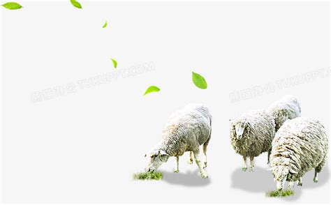 大草原羊群吃草素材-大草原羊群吃草图片素材下载-觅知网