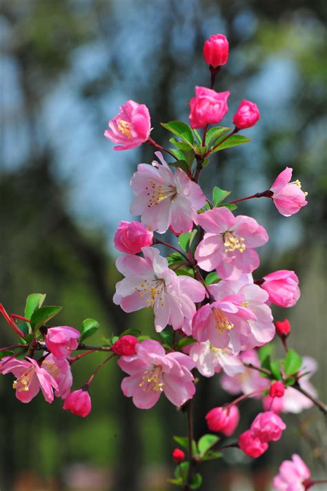 粉红色的花树-欧莱凯设计网