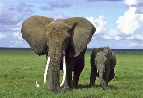 你知道大象的起源和进化吗？猛犸象公元前2000年才灭绝_腾讯视频