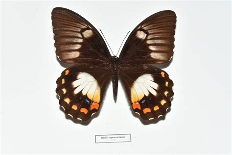 美凤蝶 Papilio memnon - 物种库 - 国家动物标本资源库